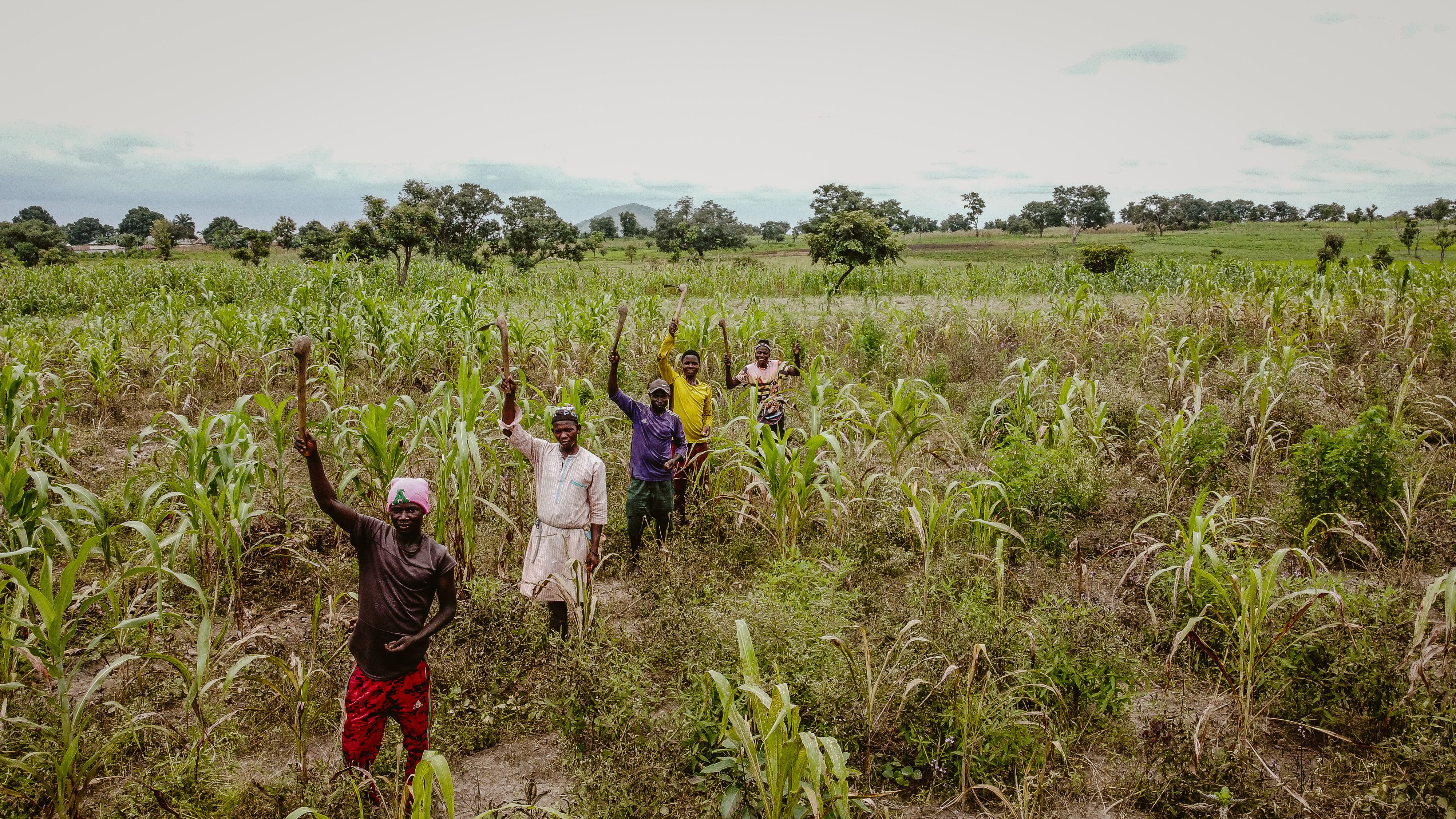 Farmers standing among crops in a field
